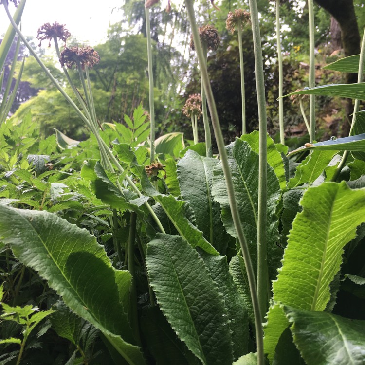 Plant image Primula japonica