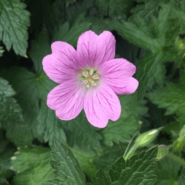 Geranium