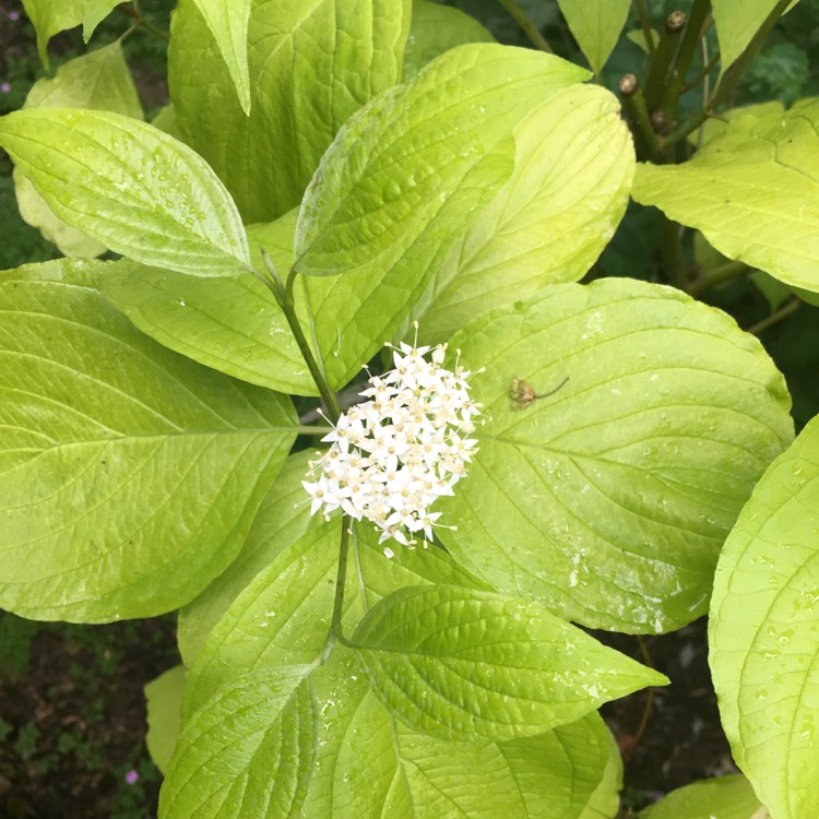 Plant image Cornus sericea 'Cardinal'