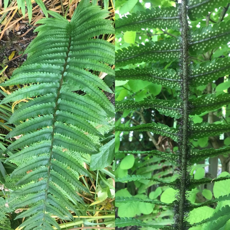 Plant image Dryopteris atrata cycadina