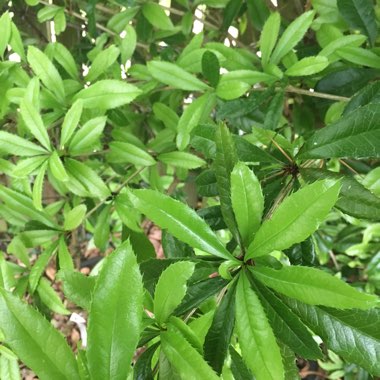 Arbutus unedo