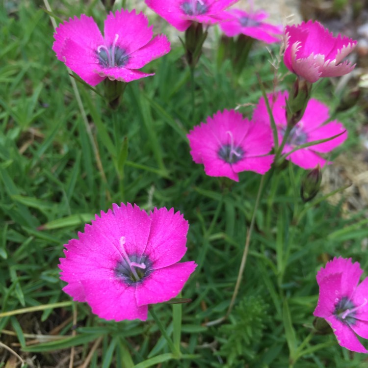 Plant image Dianthus 'Kahori'