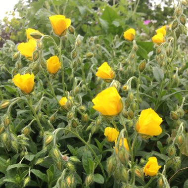 Helianthemum 'Ben Fhada'