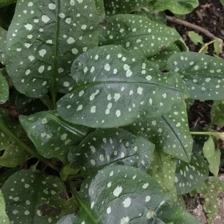 Plant image Pulmonaria saccharata 'Mrs Moon'