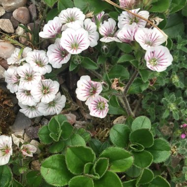 Oenothera speciosa 'Twilight'