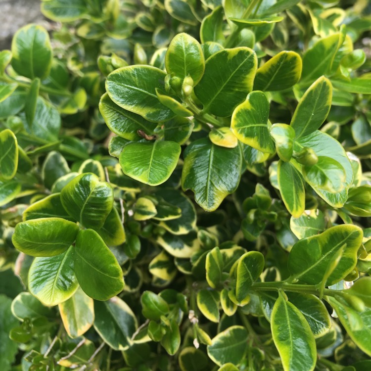 Plant image Buxus sempervirens 'Suffruticosa Variegated'