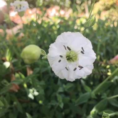 Silene Uniflora