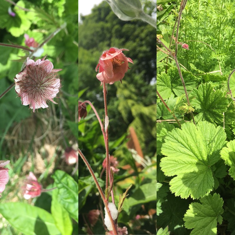 Plant image Geum rivale 'Leonard's Variety'