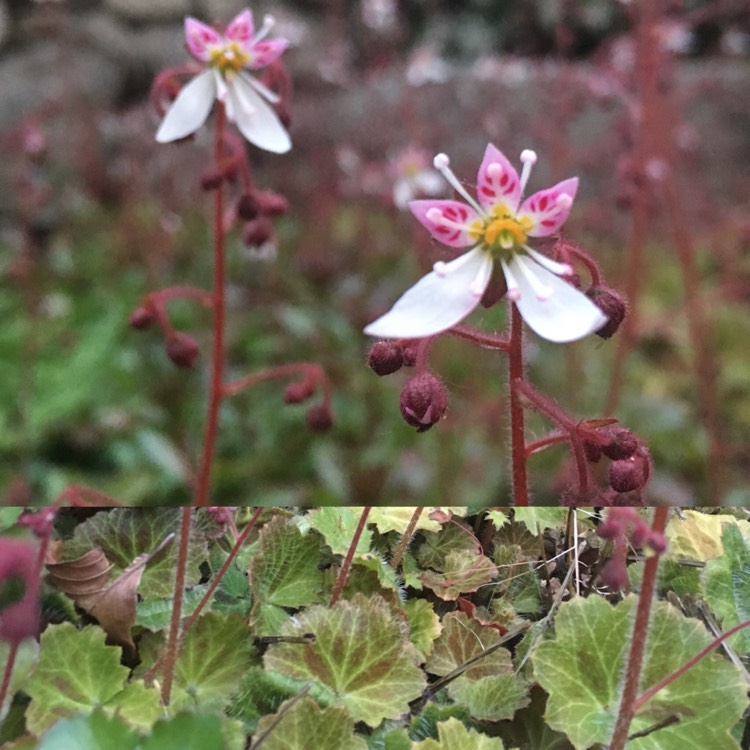 Plant image Saxifraga stolonifera