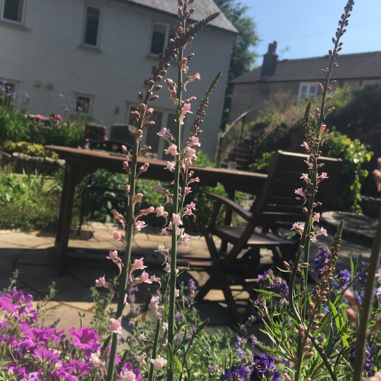 Plant image Linaria purpurea 'Canon Went'