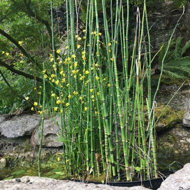 Equisetum Hyemale syn. Equisetum Japonica