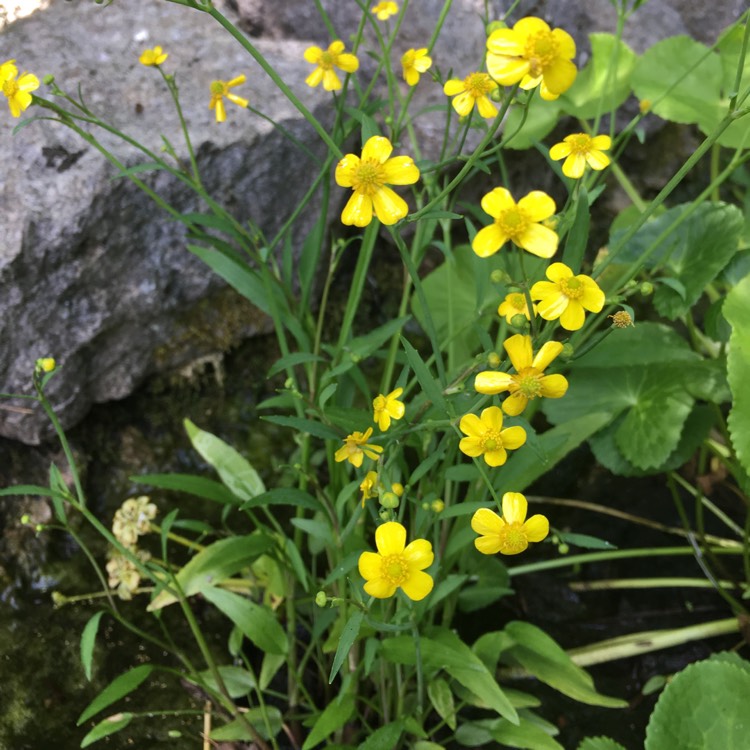 Plant image Ranunculus flammula