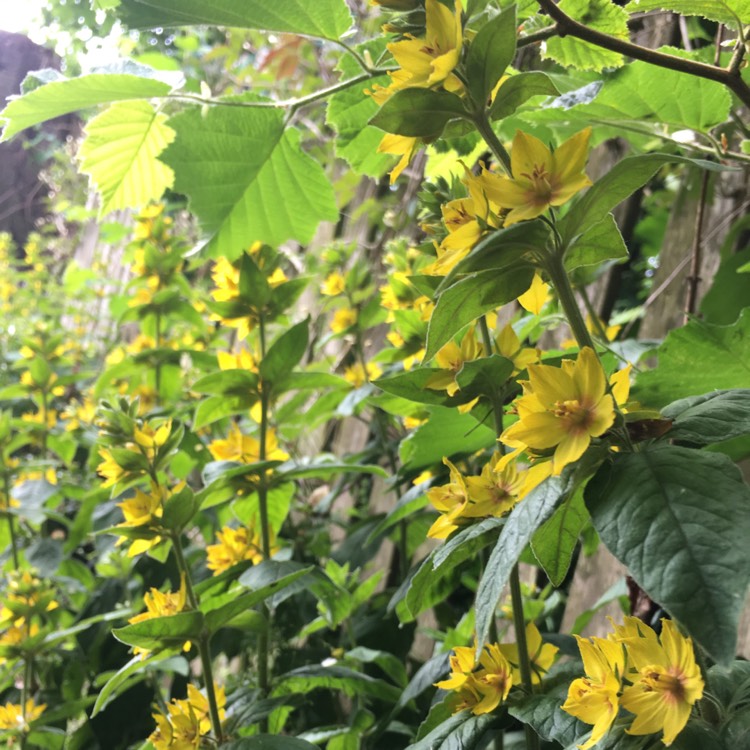 Plant image Lysimachia punctata