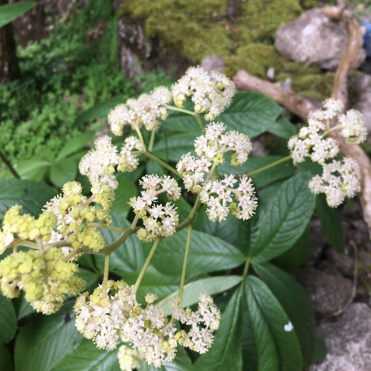 Plant image Rodgersia pinnata 'Superba'