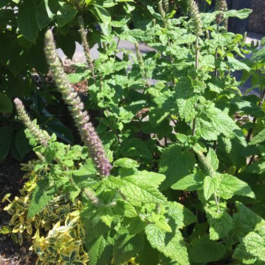 Agastache 'Blue Fortune'