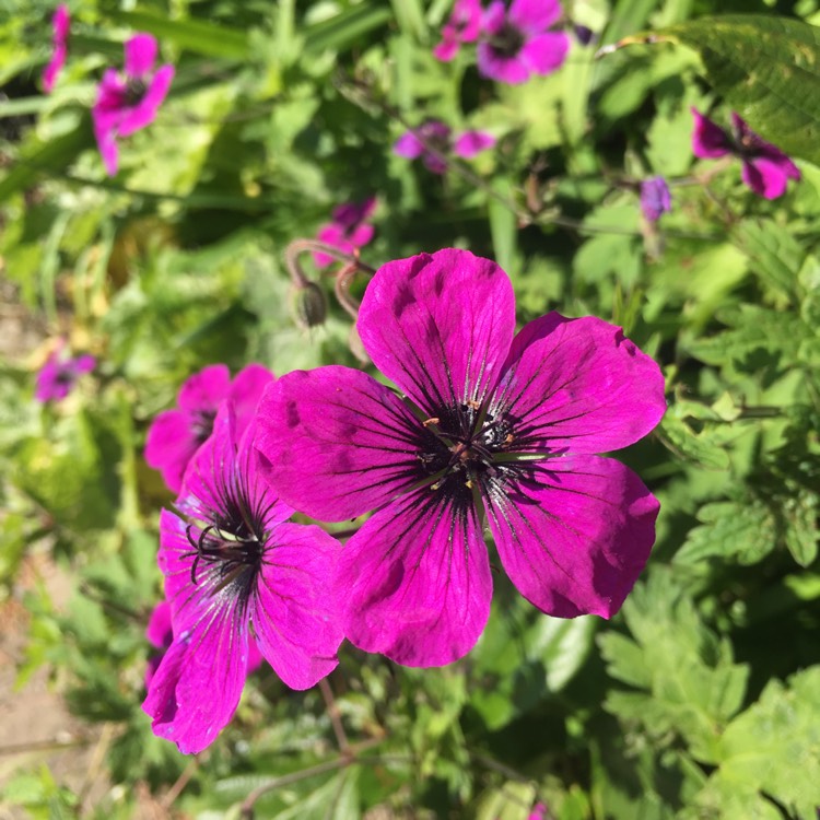 Plant image Geranium 'Red Admiral'