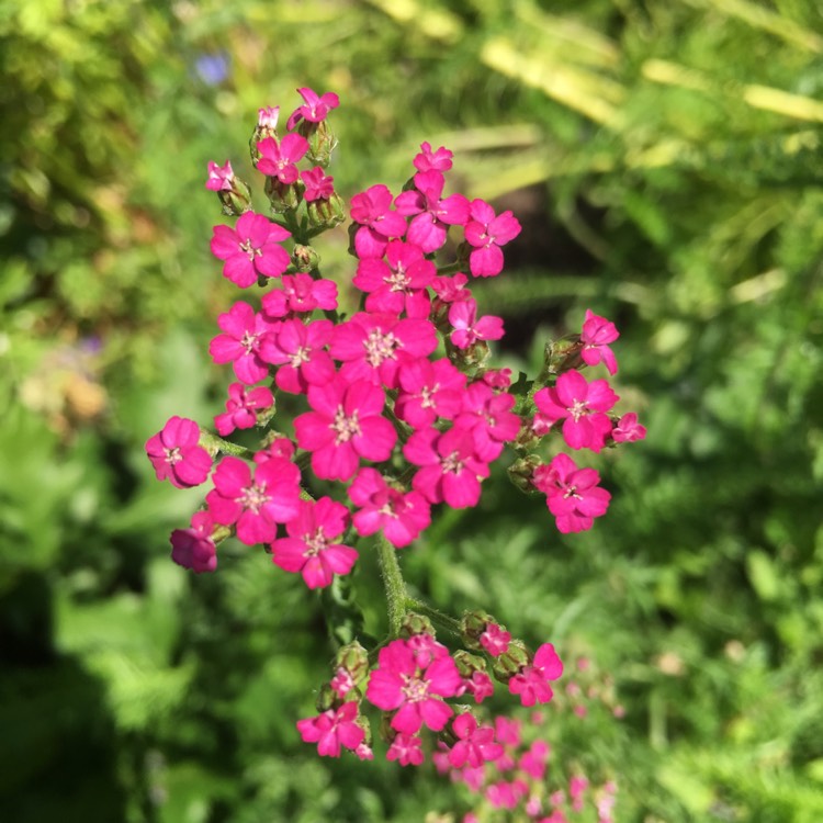 Plant image Achillea 'Desert Eve' series