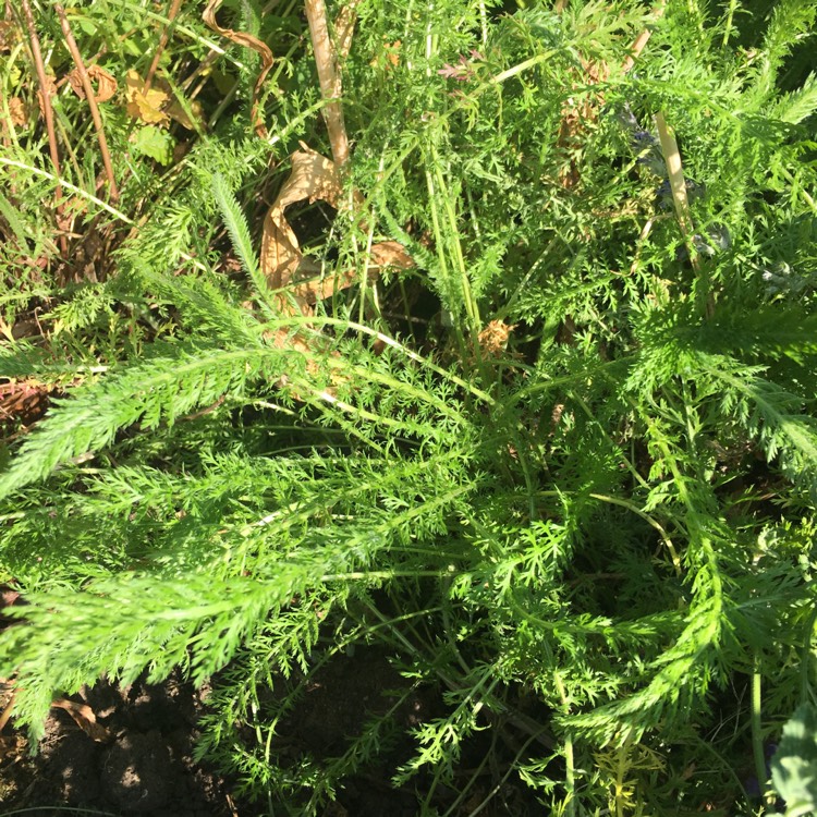 Plant image Achillea 'Desert Eve' series