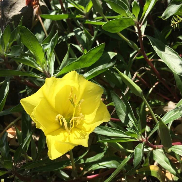 Plant image Oenothera missouriensis