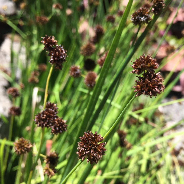 Plant image Juncus Maritimus