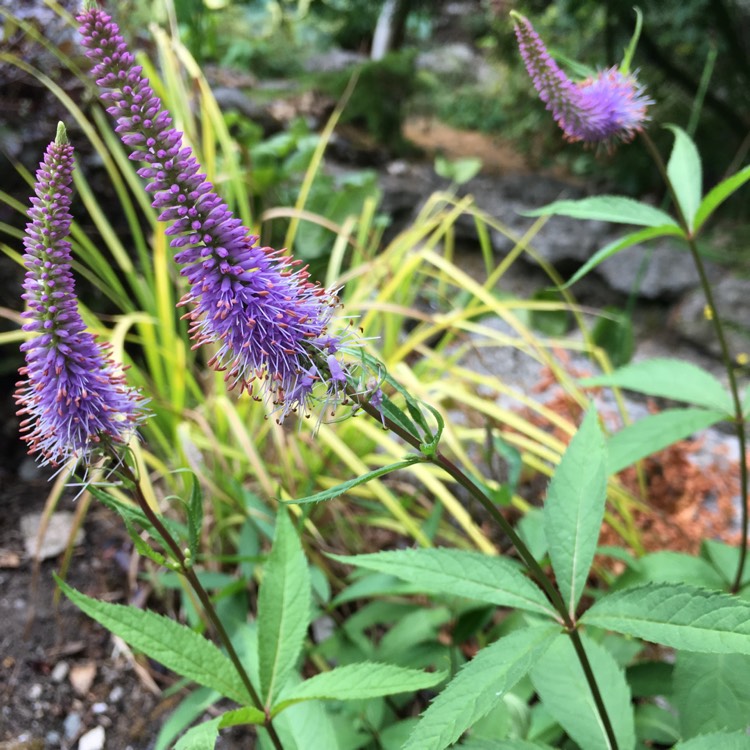 Plant image Veronicastrum virginicum 'Fascination'