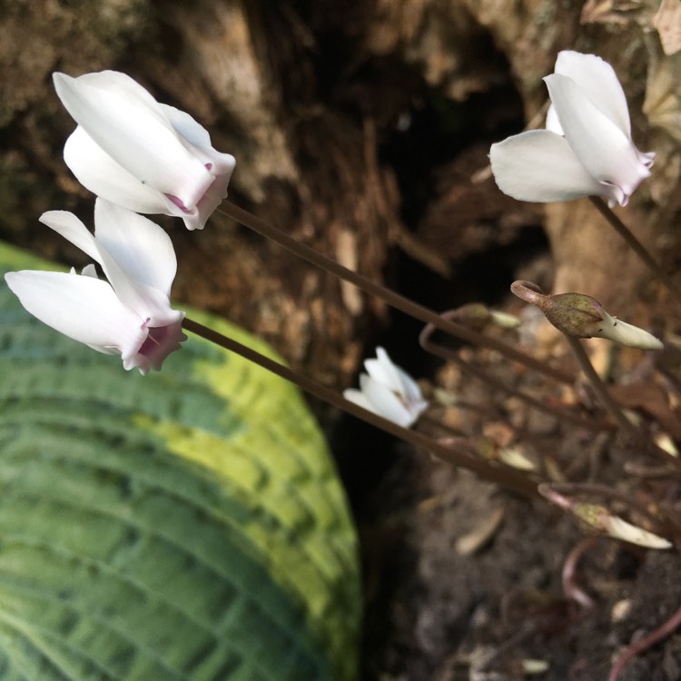 Plant image Cyclamen hederifolium subsp. hederifolium f. albiflorum 'Album'