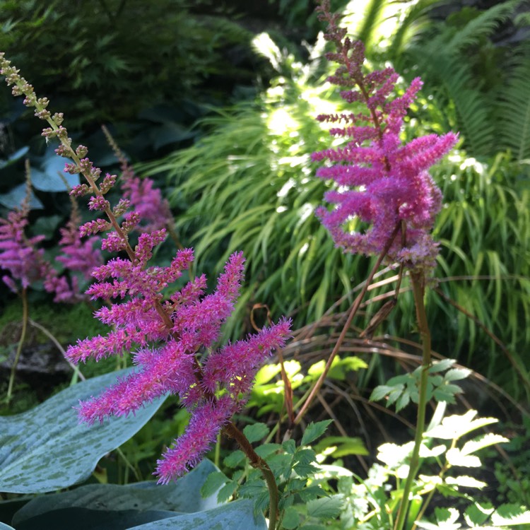 Plant image Astilbe chinensis var. pumila