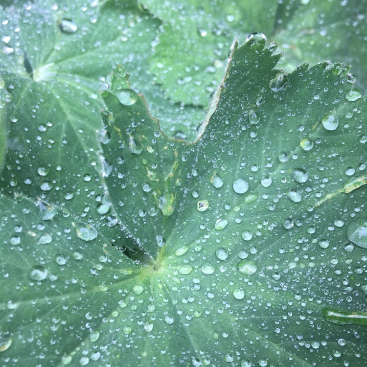 Plant image Alchemilla