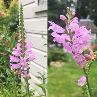 Physostegia virginiana 'Bouquet Rose'