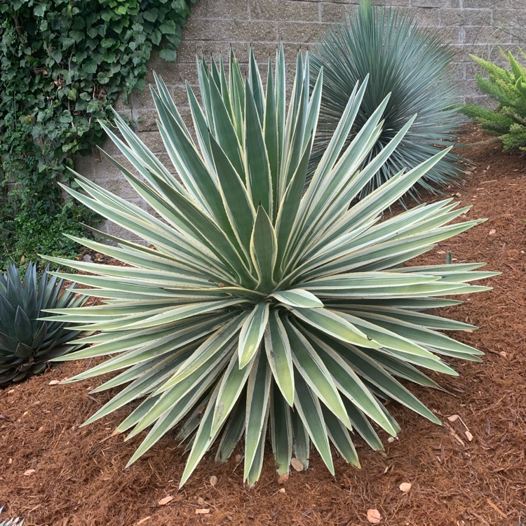 Plant image Agave Angustifolia Variegata