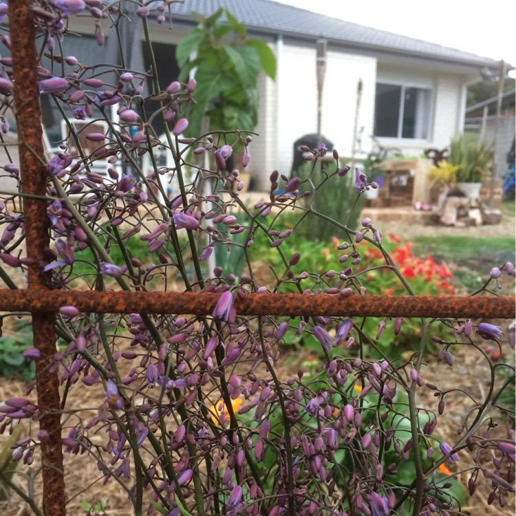 Plant image Dianella