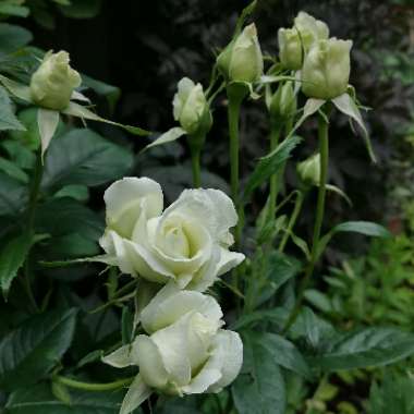 Rosa 'Poulari' syn. Rosa 'Silver Anniversary', Rosa 'Roy Black', Rosa 'Isis', Rosa 'Karen Blixen'