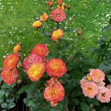 Rosa 'Rumba' syn. Rosa 'Rhumba', Rosa 'Cuba Dance'