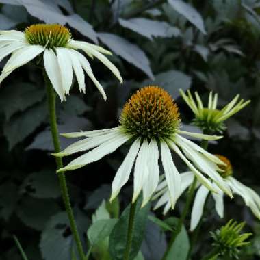 Echinacea purpurea 'White Swan'