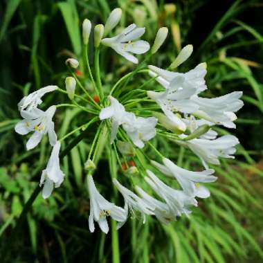 Agapanthus africanus 'Albus'