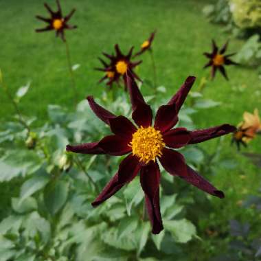 Dahlia 'Verrone's Obsidian'