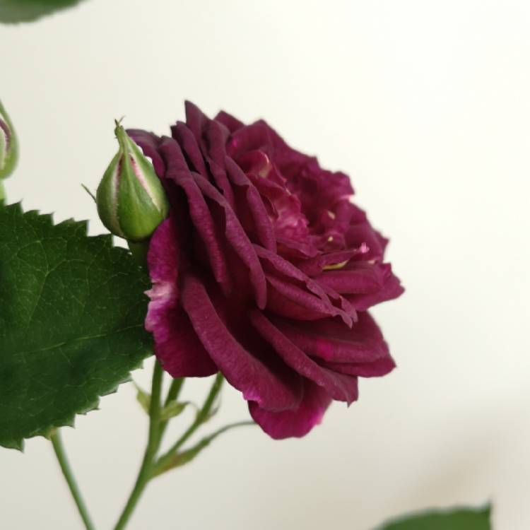 Plant image Rosa 'Ebb Tide'