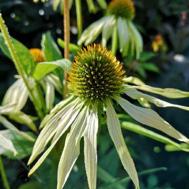 Echinacea purpurea 'White Swan'