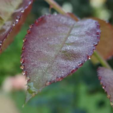 Rosa 'Poulari' syn. Rosa 'Silver Anniversary', Rosa 'Roy Black', Rosa 'Isis', Rosa 'Karen Blixen'