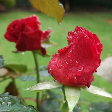 Rosa 'Ruby Wedding'