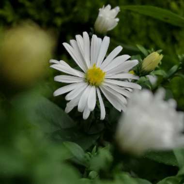 Aster novi-belgii 'White Opal'