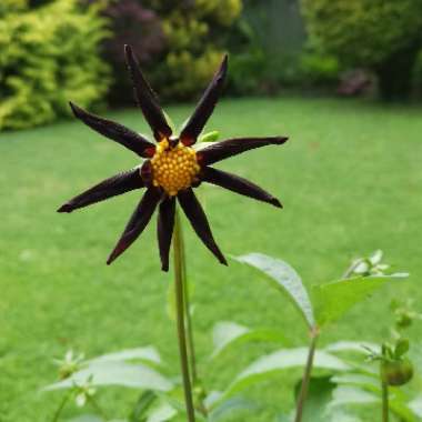 Dahlia 'Verrone's Obsidian'