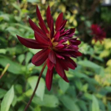 Dahlia 'Chat Noir'