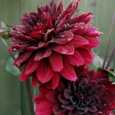 Dahlia 'Karma Choc'