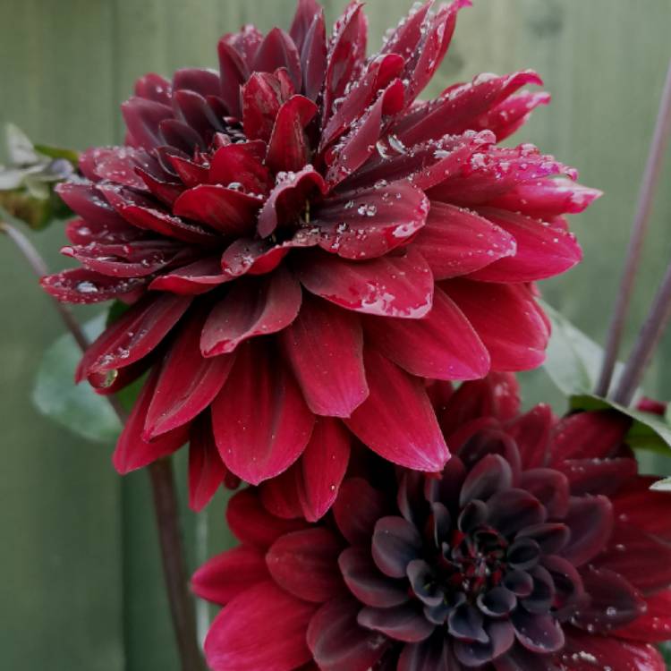 Plant image Dahlia 'Karma Choc'