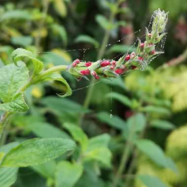 Pineapple Sage