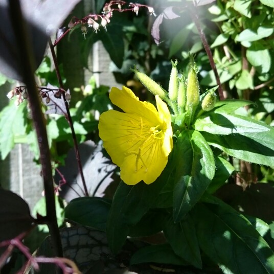 Oenothera