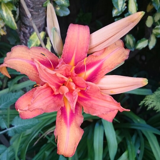 Hemerocallis fulva 'Kwanso' syn. Hemerocallis 'Kwanso'