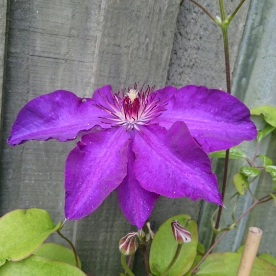 Plant image Clematis viticella 'The President'