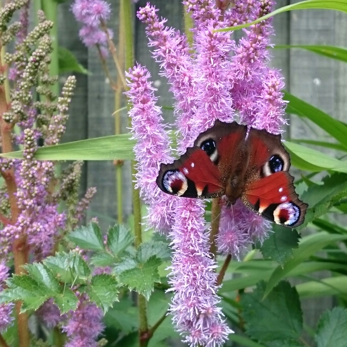 Plant image Astilbe chinensis var. pumila